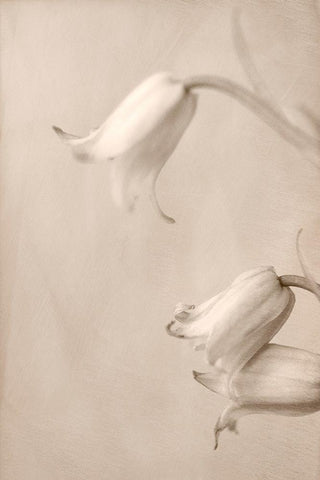 Bells White Modern Wood Framed Art Print with Double Matting by Stalus, Judy