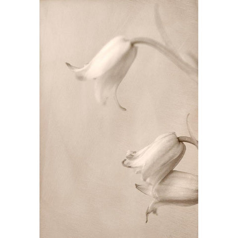 Bells Black Modern Wood Framed Art Print by Stalus, Judy