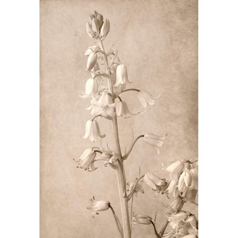 Spanish Bells Black Modern Wood Framed Art Print with Double Matting by Stalus, Judy