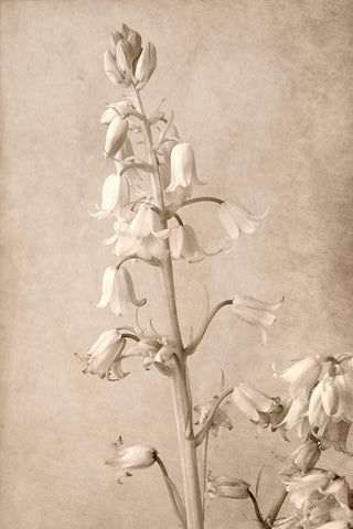 Spanish Bells White Modern Wood Framed Art Print with Double Matting by Stalus, Judy