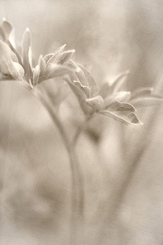 Summer II Black Ornate Wood Framed Art Print with Double Matting by Stalus, Judy