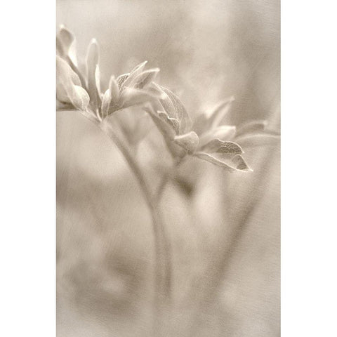 Summer II Black Modern Wood Framed Art Print with Double Matting by Stalus, Judy