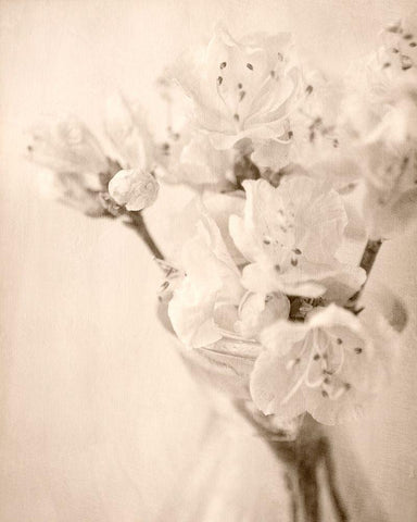 Azalea II White Modern Wood Framed Art Print with Double Matting by Stalus, Judy