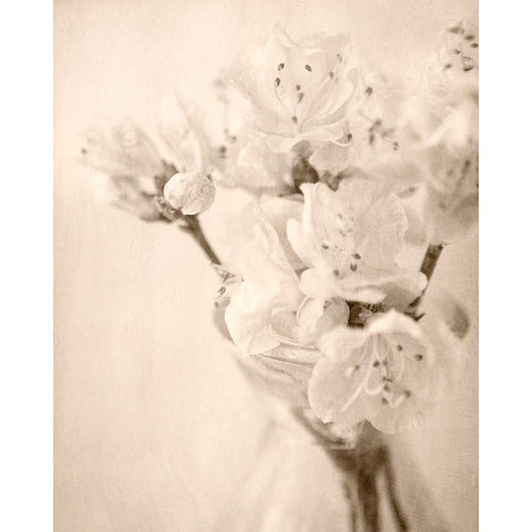 Azalea II Black Modern Wood Framed Art Print with Double Matting by Stalus, Judy