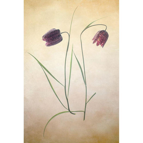 Fritillare I Black Modern Wood Framed Art Print by Stalus, Judy