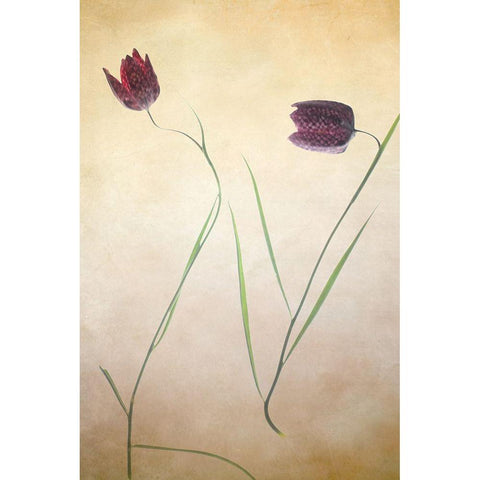 Fritillare II White Modern Wood Framed Art Print by Stalus, Judy