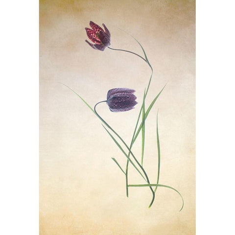 Fritillare III Black Modern Wood Framed Art Print by Stalus, Judy