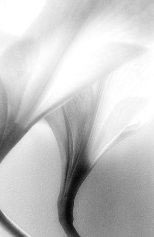 Jeavenly White Modern Wood Framed Art Print with Double Matting by Stalus, Judy