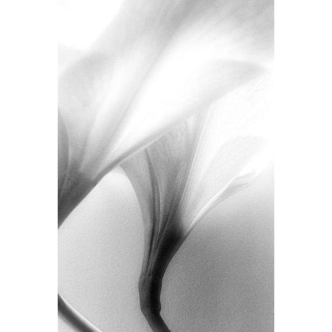 Jeavenly White Modern Wood Framed Art Print by Stalus, Judy