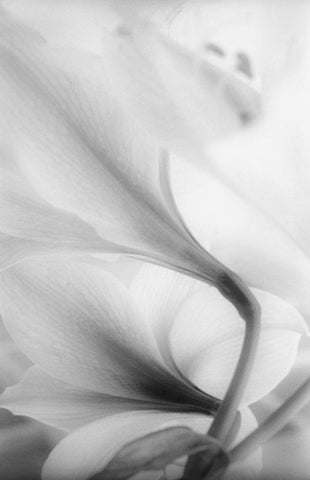 Reach for the Sky White Modern Wood Framed Art Print with Double Matting by Stalus, Judy