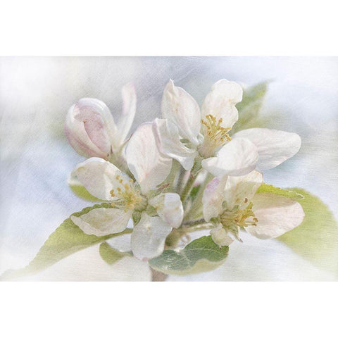 Spring Blossoms White Modern Wood Framed Art Print by Stalus, Judy