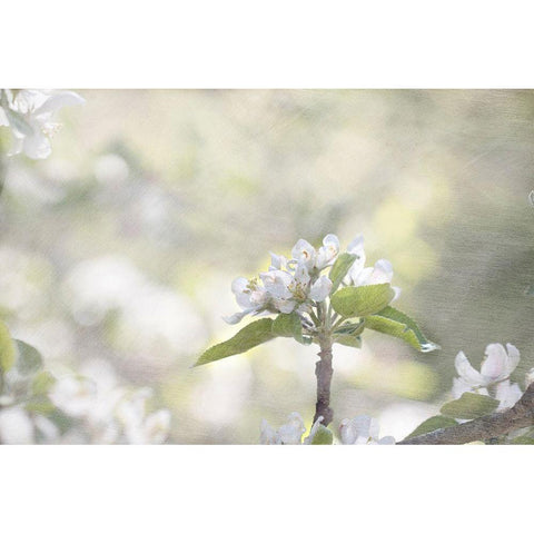 Apple Tree Black Modern Wood Framed Art Print with Double Matting by Stalus, Judy