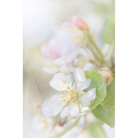 Sunlit Blossom Gold Ornate Wood Framed Art Print with Double Matting by Stalus, Judy