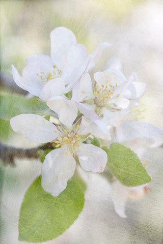 Blooms Black Ornate Wood Framed Art Print with Double Matting by Stalus, Judy