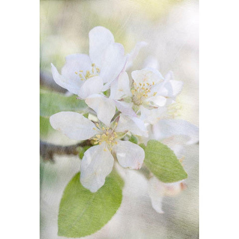 Blooms Black Modern Wood Framed Art Print by Stalus, Judy