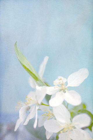 Blue Sky White Modern Wood Framed Art Print with Double Matting by Stalus, Judy