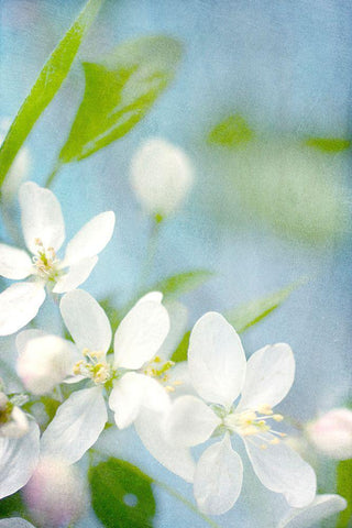 Spring Time Black Ornate Wood Framed Art Print with Double Matting by Stalus, Judy