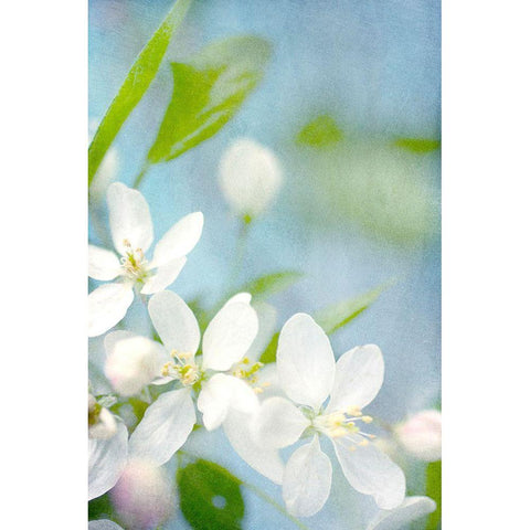 Spring Time White Modern Wood Framed Art Print by Stalus, Judy