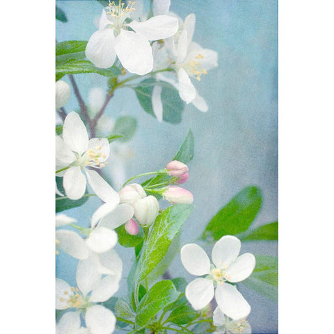 White Blossoms Gold Ornate Wood Framed Art Print with Double Matting by Stalus, Judy