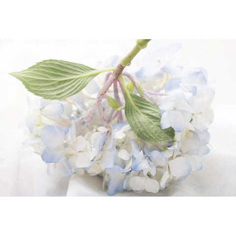 Blue Hydrangea Gold Ornate Wood Framed Art Print with Double Matting by Stalus, Judy