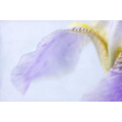 Iris Gold Ornate Wood Framed Art Print with Double Matting by Stalus, Judy