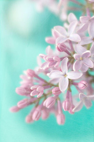 Lilac Black Ornate Wood Framed Art Print with Double Matting by Stalus, Judy