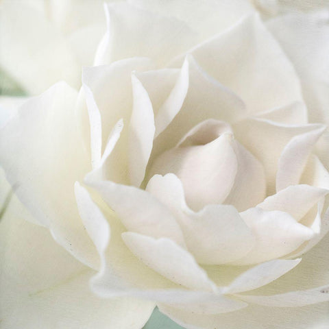 Rose White Modern Wood Framed Art Print with Double Matting by Stalus, Judy