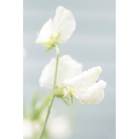 White Sweet Pea Gold Ornate Wood Framed Art Print with Double Matting by Stalus, Judy