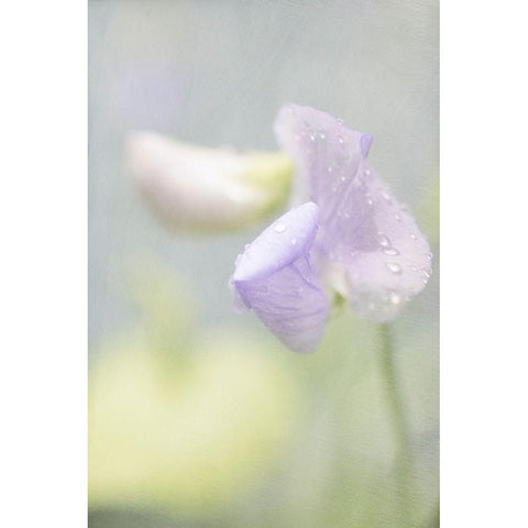 Purple Sweet Pea Gold Ornate Wood Framed Art Print with Double Matting by Stalus, Judy