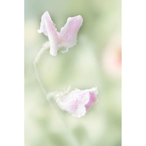 Pink Sweet Pea Black Modern Wood Framed Art Print by Stalus, Judy