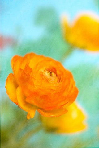 Bright Black Ornate Wood Framed Art Print with Double Matting by Stalus, Judy