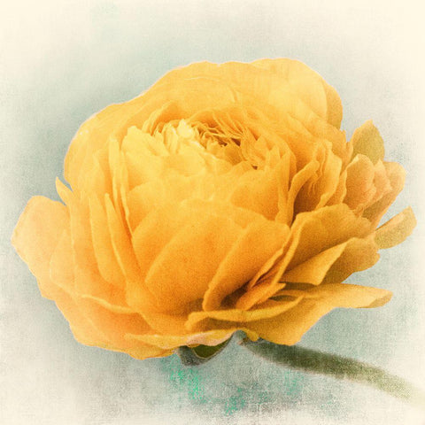 Golden White Modern Wood Framed Art Print with Double Matting by Stalus, Judy