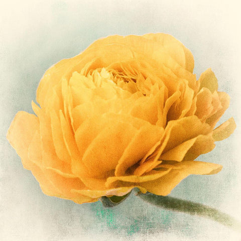 Golden Black Modern Wood Framed Art Print by Stalus, Judy