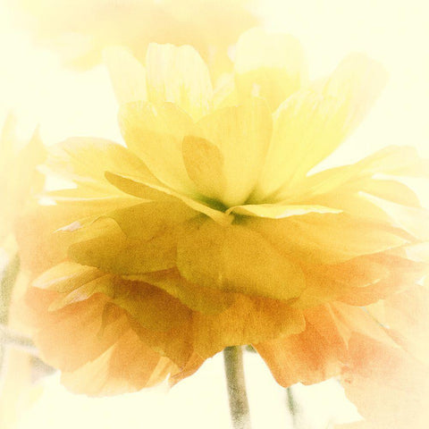 Dancing White Modern Wood Framed Art Print with Double Matting by Stalus, Judy