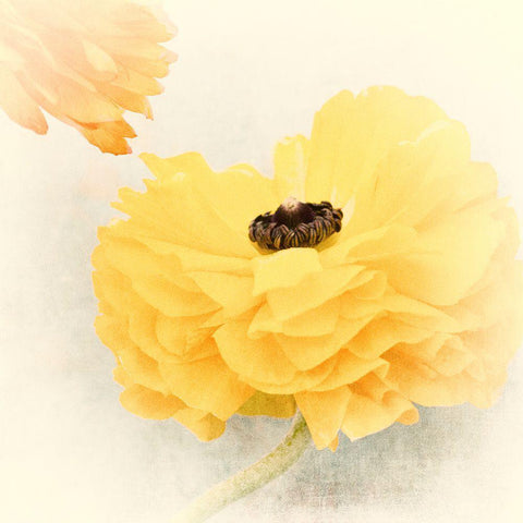 Frills Black Modern Wood Framed Art Print by Stalus, Judy