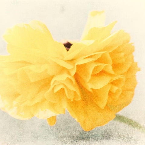 Tutu Black Modern Wood Framed Art Print by Stalus, Judy