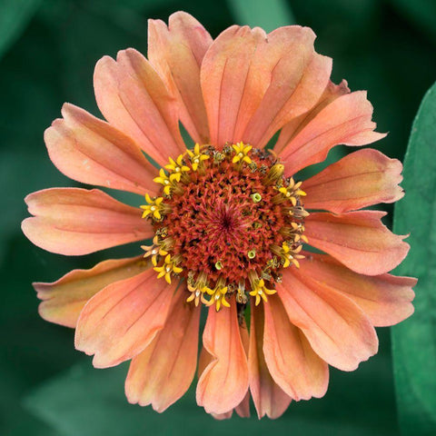 Starlight Black Ornate Wood Framed Art Print with Double Matting by Stalus, Judy