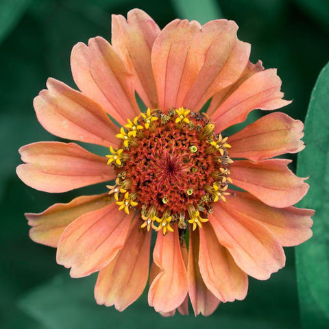 Starlight Black Modern Wood Framed Art Print by Stalus, Judy