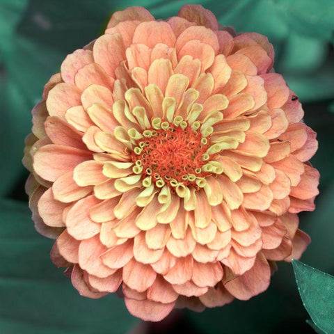 Scrumptuous Black Modern Wood Framed Art Print with Double Matting by Stalus, Judy