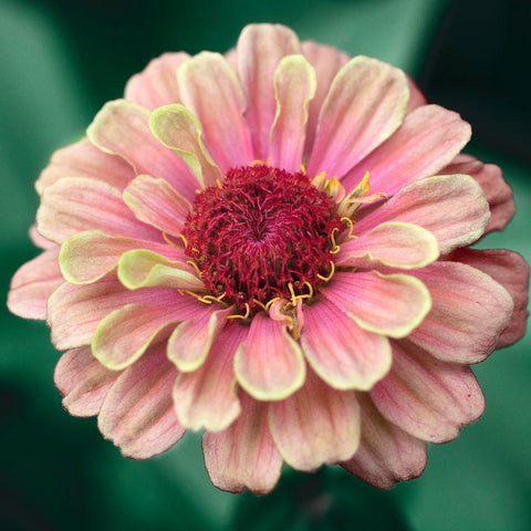 Pretty Lass White Modern Wood Framed Art Print with Double Matting by Stalus, Judy