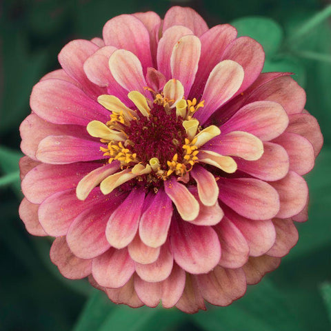 Bright Light White Modern Wood Framed Art Print by Stalus, Judy