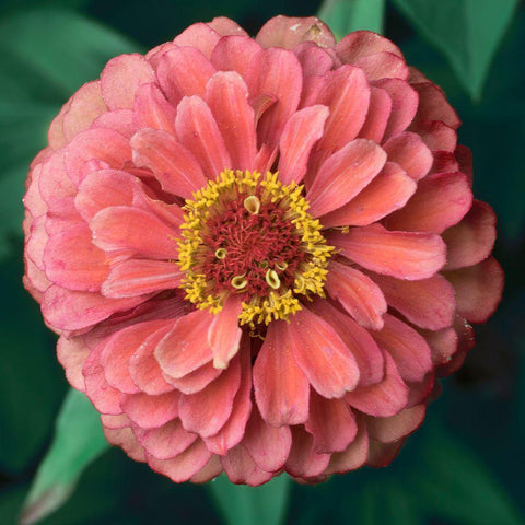 Pink Tangerine White Modern Wood Framed Art Print by Stalus, Judy