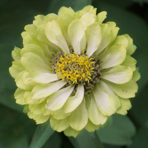 Lime Ade Black Modern Wood Framed Art Print with Double Matting by Stalus, Judy