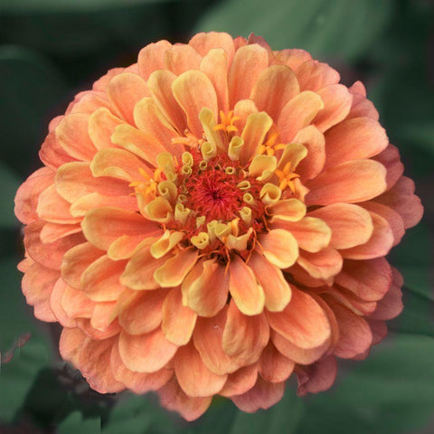 Petals Black Ornate Wood Framed Art Print with Double Matting by Stalus, Judy