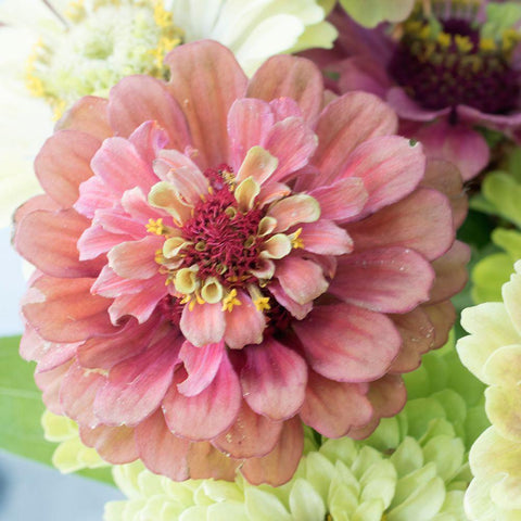 Pink Lasy White Modern Wood Framed Art Print with Double Matting by Stalus, Judy