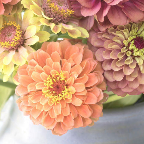 Creamsickle Gold Ornate Wood Framed Art Print with Double Matting by Stalus, Judy