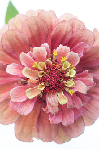 Cheer White Modern Wood Framed Art Print with Double Matting by Stalus, Judy