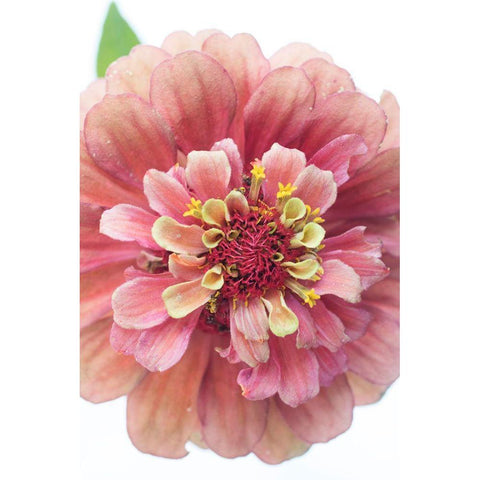 Cheer White Modern Wood Framed Art Print by Stalus, Judy