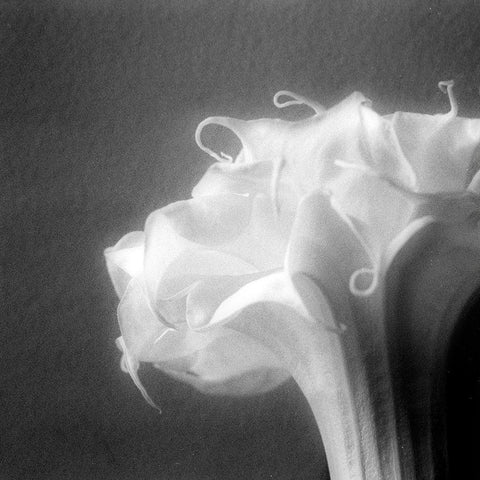 Light White Modern Wood Framed Art Print with Double Matting by Stalus, Judy