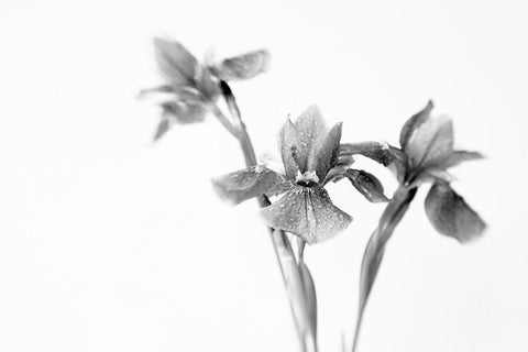 Black Iris White Modern Wood Framed Art Print with Double Matting by Stalus, Judy